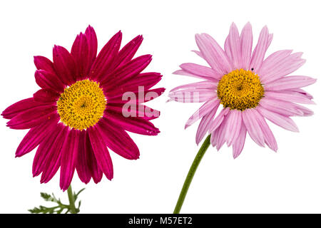 Fiori di piretro, isolato su sfondo bianco Foto Stock