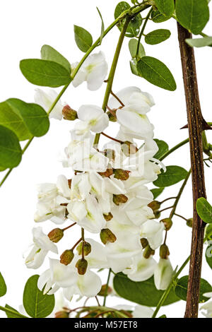 Fioritura acacia con foglie, isolati su sfondo bianco Foto Stock