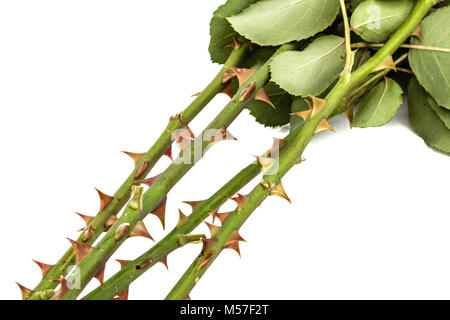 Spine di rose, isolato su sfondo bianco Foto Stock