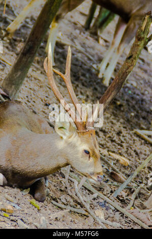 Il Porco cervo o Cervus porcinus o Axis porcinus nel parco nazionale, un piccolo cervo il cui habitat varia dal Pakistan, attraverso l'India del nord, dovu Foto Stock