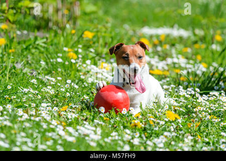 Jack Russel terrier cucciolo sul prato di fiori Foto Stock