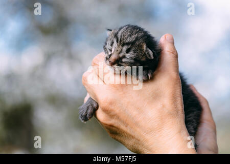 Gattino neonato in mani outdors Foto Stock