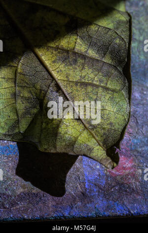 Foglie verde, striature, design, macro, autunno, i dettagli, vene Foto Stock