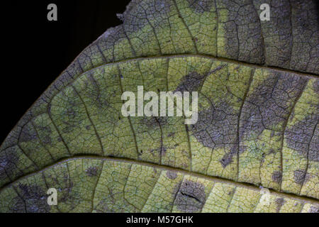 Foglie verde, striature, design, macro, autunno, i dettagli, vene Foto Stock