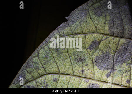 Foglie verde, striature, design, macro, autunno, i dettagli, vene Foto Stock