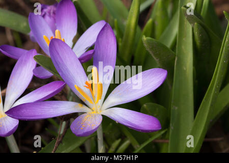 Inverno viola e bianco di crochi. Foto Stock