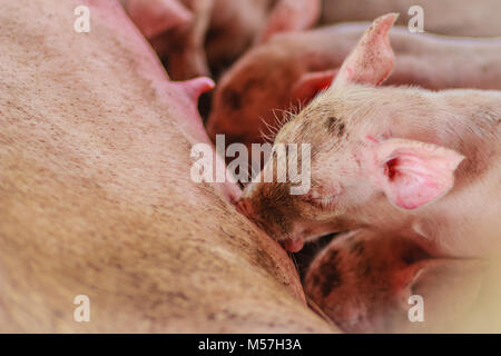 Carino suinetti neonati sta tentando di succhiare da sua madre maiale. Codifica per il neonato maialino maialino da latte madre Foto Stock