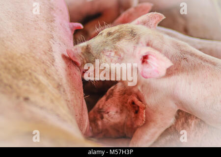 Carino suinetti neonati sta tentando di succhiare da sua madre maiale. Codifica per il neonato maialino maialino da latte madre Foto Stock