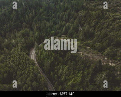 Una tortuosa strada per il Monte Tamalpais attraverso gli alberi Foto Stock