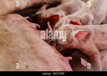 Carino suinetti neonati sta tentando di succhiare da sua madre maiale. Codifica per il neonato maialino maialino da latte madre Foto Stock