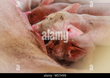 Carino suinetti neonati sta tentando di succhiare da sua madre maiale. Codifica per il neonato maialino maialino da latte madre Foto Stock