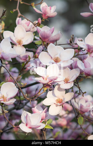 Bellezza naturale, bello, stagione, natura, fiore di magnolia, magnolia, fiori, molla, bloom, polline, antico, albero, petali, sfocatura, teleobiettivo Foto Stock