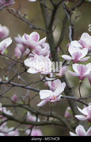 Bellezza naturale, bello, stagione, natura, fiore di magnolia, magnolia, fiori, molla, bloom, polline, antico, albero, petali, sfocatura, teleobiettivo Foto Stock