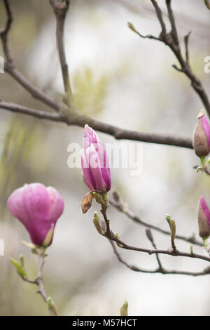 Bellezza naturale, bello, stagione, natura, fiore di magnolia, magnolia, fiori, molla, bloom, polline, antico, albero, petali, sfocatura, teleobiettivo Foto Stock