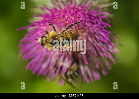 Le api visitano il Thistle commestibili, Cirsium edule, che fiorisce in settembre in Grand Valley nel Parco Nazionale di Olympic, nello Stato di Washington, USA Foto Stock