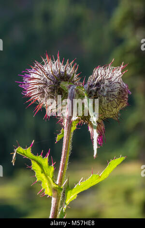 Thistle commestibili, Cirsium edule, che fiorisce in settembre in Grand Valley nel Parco Nazionale di Olympic, nello Stato di Washington, USA Foto Stock