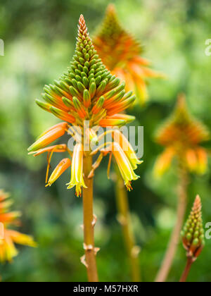 Fioritura aloe (Aloe vera),Gran Canaria,Isole Canarie,Spagna Foto Stock