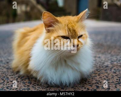 Gatto,Gran Canaria,Isole Canarie,Spagna Foto Stock