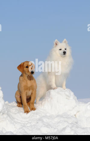 Il Labrador Retriever,giallo,cucciolo di dieci settimane e Spitz giapponese,maschio, la seduta nella neve Foto Stock