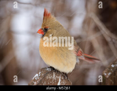 L'immagine orizzontale da vicino il cardinale femmina gonfia a seduta su un post con morbido sfondo bokeh di fondo Foto Stock