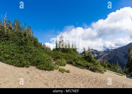 Krummholz subalpini di abete, di Abies lasiocarpa, sulla parte superiore del aperto ed esposto ridge vicino al punto di ostruzione, gli alberi recedono da forti venti e pesanti Foto Stock