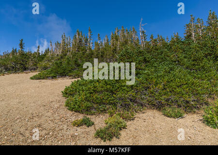 Krummholz subalpini di abete, di Abies lasiocarpa, sulla parte superiore del aperto ed esposto ridge vicino al punto di ostruzione, gli alberi recedono da forti venti e pesanti Foto Stock