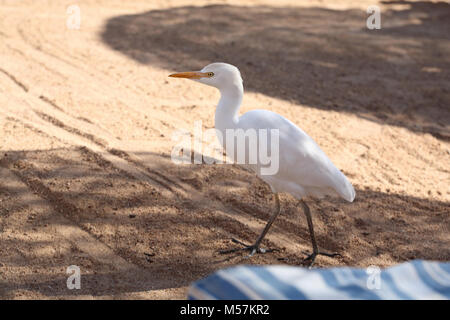 Airone guardabuoi, spiaggia, Egitto Foto Stock