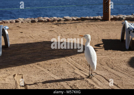 Airone guardabuoi, spiaggia, Egitto Foto Stock