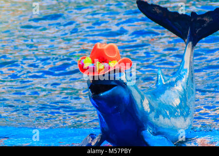 Grazioso delfino Irrawaddy (Orcaella brevirostris) indossa orange hat e balli sulla scheda in spettacoli di delfini. Foto Stock