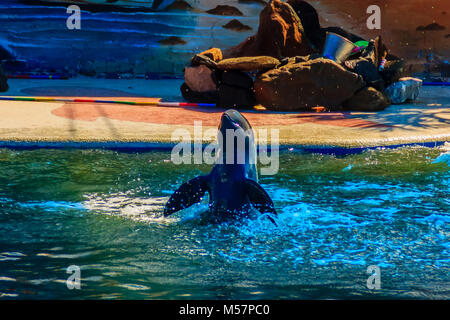 Grazioso delfino Irrawaddy (Orcaella brevirostris) galleggia in acqua e saltare per aria in spettacoli di delfini. Foto Stock