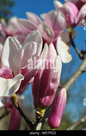 Bella luce rosa fiori di magnolia su rami contro un cielo blu chiaro con copia spazio. Tema di primavera. Fioritura primaverile alberi decorativi. Foto Stock