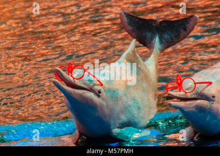Carino Indo-pacifico humpback dolphin (Sousa chinensis) ,o delfino rosa o Cinese white dolphin è indossando occhiali da sole e spettacoli di danza. Foto Stock