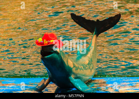 Grazioso delfino Irrawaddy (Orcaella brevirostris) indossa orange hat e balli sulla scheda in spettacoli di delfini. Foto Stock