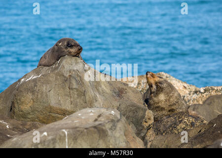 Un cucciolo e un adulto pelliccia sigillo giacciono sulla costa rocciosa dell'Isola Sud della Nuova Zelanda vicino alla città di Oamaru Foto Stock