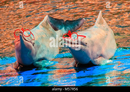 Carino Indo-pacifico humpback dolphin (Sousa chinensis) ,o delfino rosa o Cinese white dolphin è indossando occhiali da sole e spettacoli di danza. Foto Stock
