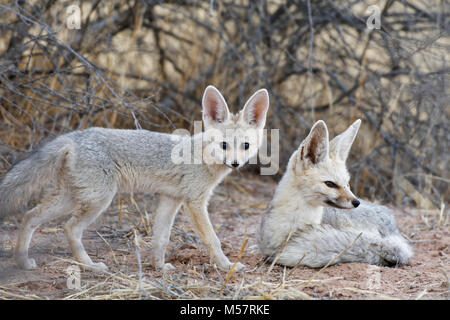 Capo volpe (Vulpes vulpes chama), madre giacente con giovane volpe permanente al crepuscolo, Kgalagadi Parco transfrontaliero, Northern Cape, Sud Africa e Africa Foto Stock