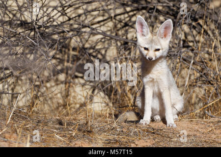 Capo volpe (Vulpes vulpes chama), i giovani di sesso maschile, seduto alla tana di mattina presto, attento, Kgalagadi Parco transfrontaliero, Northern Cape, Sud Africa Foto Stock