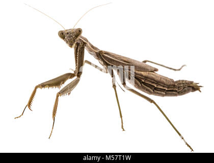 Mantis ordinario o mantide religiosa, isolati su sfondo bianco Foto Stock