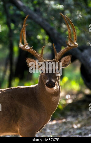 North American coda bianca cervi in ambiente boscoso Foto Stock