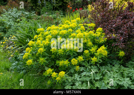 Euphorbia Polychroma in crescita in un paese di lingua inglese il giardino. Foto Stock