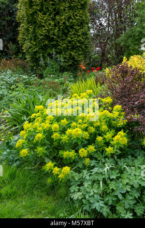 Euphorbia Polychroma in crescita in un paese di lingua inglese il giardino. Foto Stock