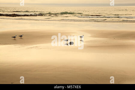 Seagull uccelli marini trovare cibo sulla bellissima incandescente, scintillante spiaggia sabbiosa con sunrise golden riflettente la luce del mattino sul bagnato seashore. Uccello animale w Foto Stock