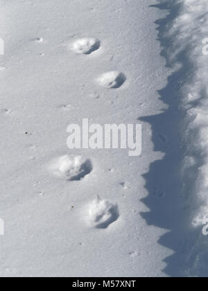 Quebec, Canada. Coyote tracce nella neve Foto Stock