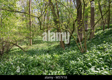 Massa di aglio selvatico (Ramsons) crescente in inglese bosco in primavera. Tom Wood, Charlesworth, Derbyshire, in Inghilterra. Foto Stock