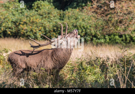 Il cervo di Richmond Park, durante il tempo di calore è uno spettacolo che vale la pena di vedere con le sue grandi corna ...le terre del parco, come se si trattasse di un gigante Foto Stock