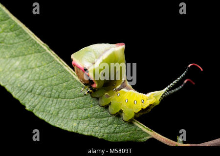 Un Puss Moth caterpillar, Cerura vinula, su sfondo nero, North Dorset England Regno Unito GB Foto Stock