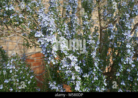 Fiori di Rosmarin, Rosmarinus officinalis, rosmarino Foto Stock