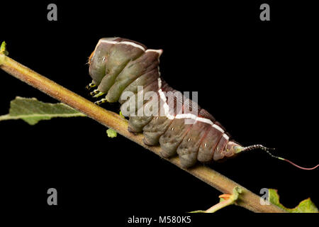 Puss Moth bruchi girare dal verde al marrone poco prima pupating, studio immagine su sfondo nero nord Dorset Regno Unito Foto Stock