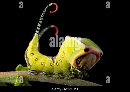 Un Puss Moth caterpillar, Cerura vinula, su uno sfondo nero in un studio, Nord Inghilterra Dorset Regno Unito GB Foto Stock
