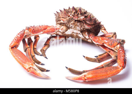 Un granchio Rider maschio crudo, crudo, sgranato, Maja squinado, catturato in Dorset England UK GB utilizzando una rete di caduta pescata da un molo. Sfondo bianco. Foto Stock